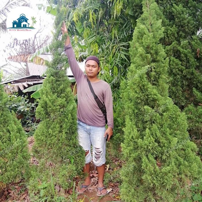 Boom Sale Pohon Cemara Kipas 2 Meter [Kode 1Kode 2Kode 3Kode 4Kode 5Kode 6Kode 7Kode 8Kode 9Kode