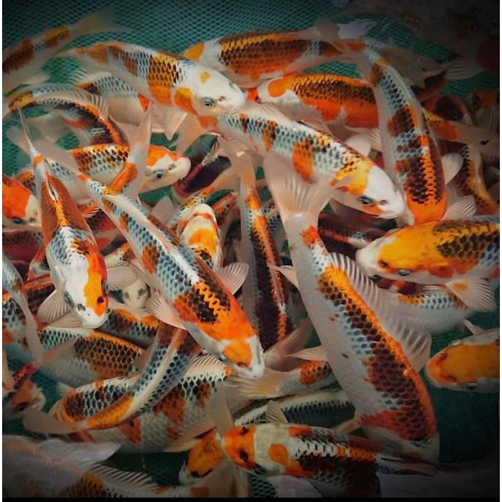 Koi Kujaku Gingga Terbaru 
