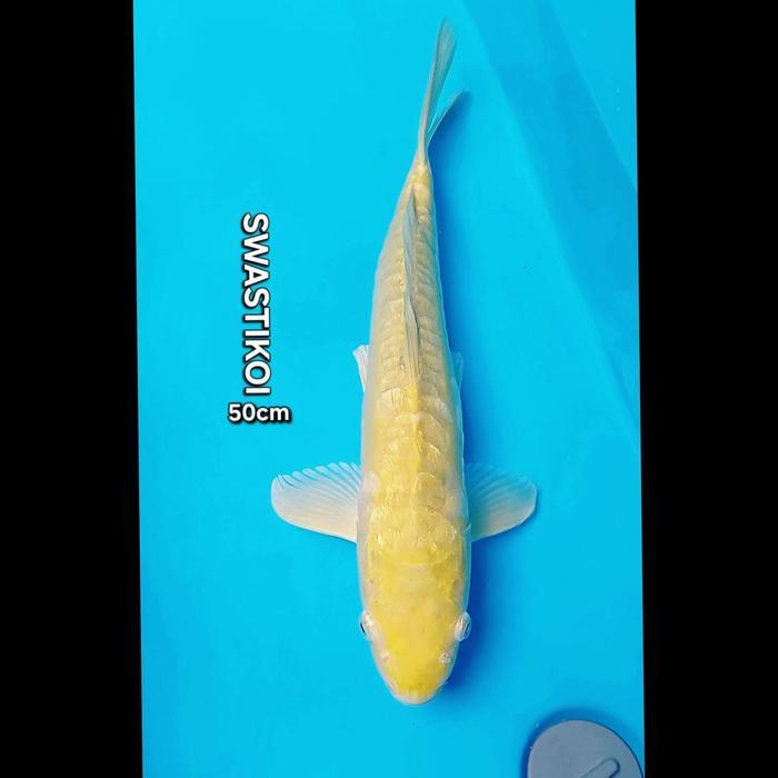 Ikan Koi Blitar Jumbo Aragoke 50Cm Terbaru 