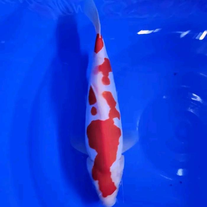 Ikan Koi Kohaku 15-20 Doitsu Hiasan Kolam Terbaru 