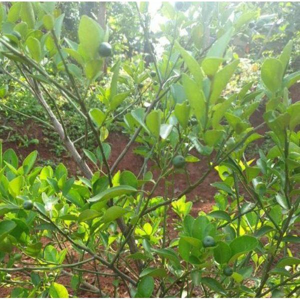 Bibit Jeruk Limau - Cepat Berbuah (Bibit Tanaman Buah Jeruk Limau)