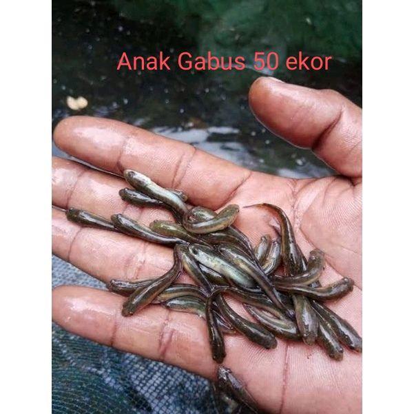 READY Anak ikan gabus per 35 ekor - bibit gabus - bibit anakan gabus ikan konsumsi