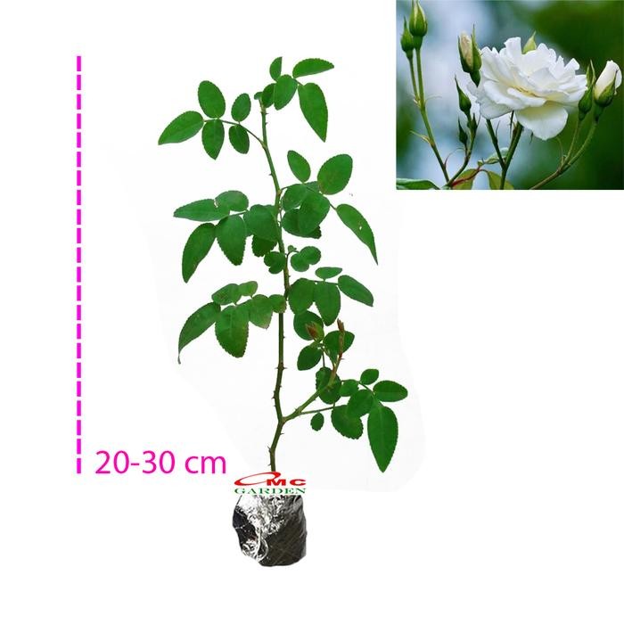 Jual Bibit Mawar Kampung Lokal Bunga Putih Wangi Benih Tanaman Laperan 2030 Kode 200