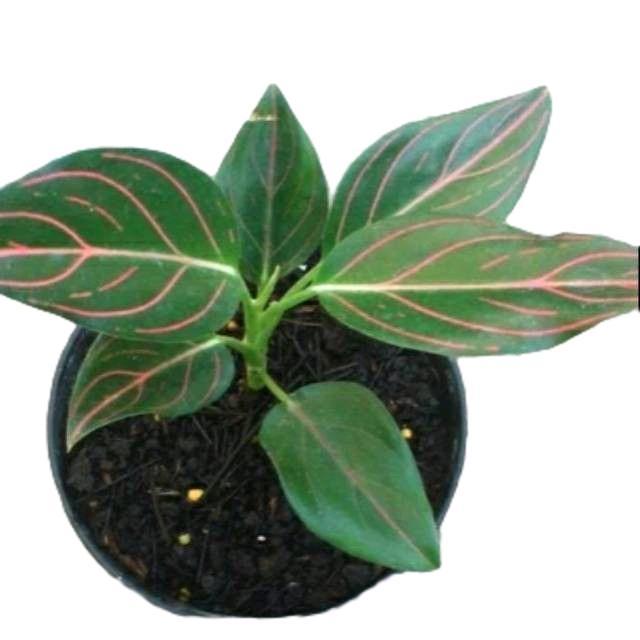 tanaman aglonema rotundum tiger hijau - aglonema rotundum tiger - rotundum tiger hijau - tanamanhias