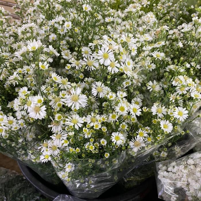 yohg- Bunga Pikok Putih