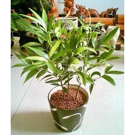 Hydroton media tanam hidroponik hidroton jerman / Hidroton
