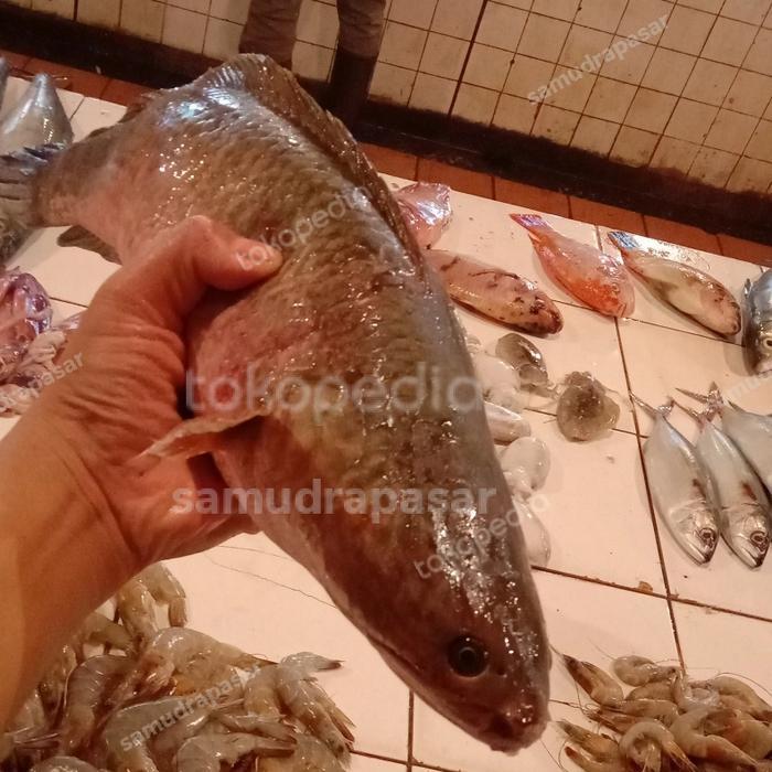 ikan gabus hidup besar