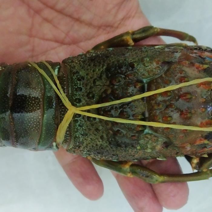 LOBSTER LAUT SEGAR @1KG .