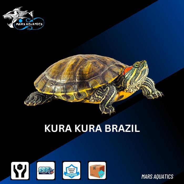 REDAY Terlaris KURA KURA BRAZIL UKURAN MEDIUM Promo Murah