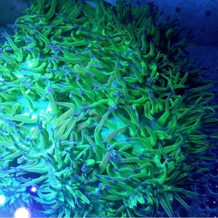 REDAY Terlaris Hiasan Aquarium Laut Anemon clown Promo Murah