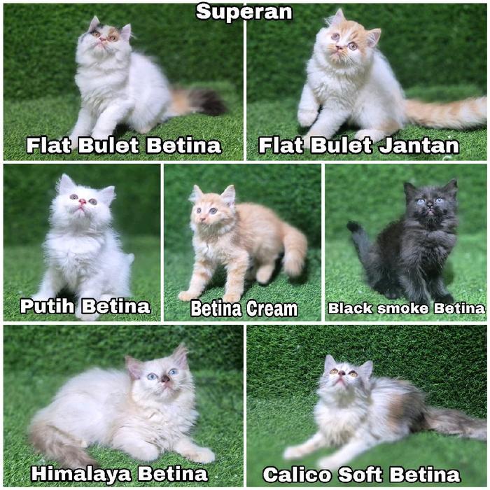 Java Petco - Jual Kitten Persia Anak Kucing Angora Flatnose - 1 Ekor Kucing dengan Pilihan Warna