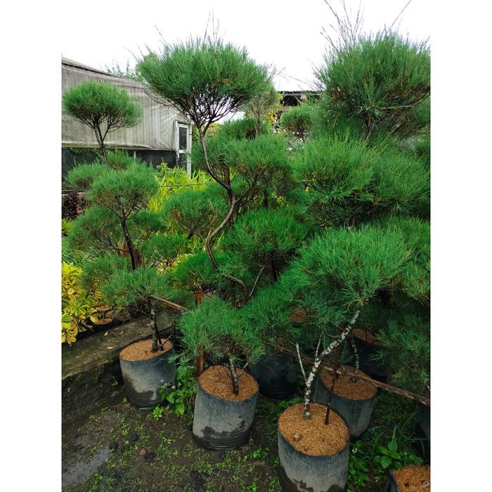 TERLARIS bonsai taman cemara udang meliuk dah jadi tinggal pajang