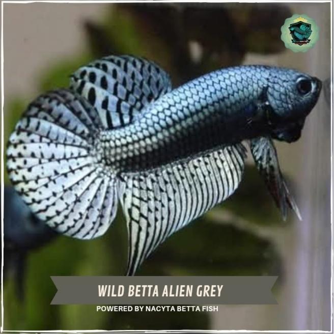 Wild Betta Alien Grey / Ikan Cupang Alien / Wild Betta Alien Hybrid #Gratisongkir