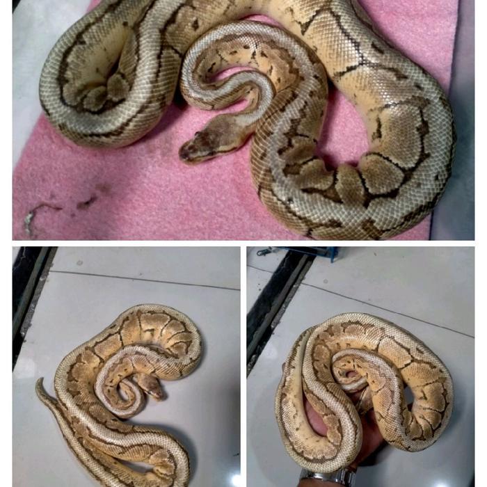 NEW Ready ball python lesser/butter pinstripe/kingpin python regius