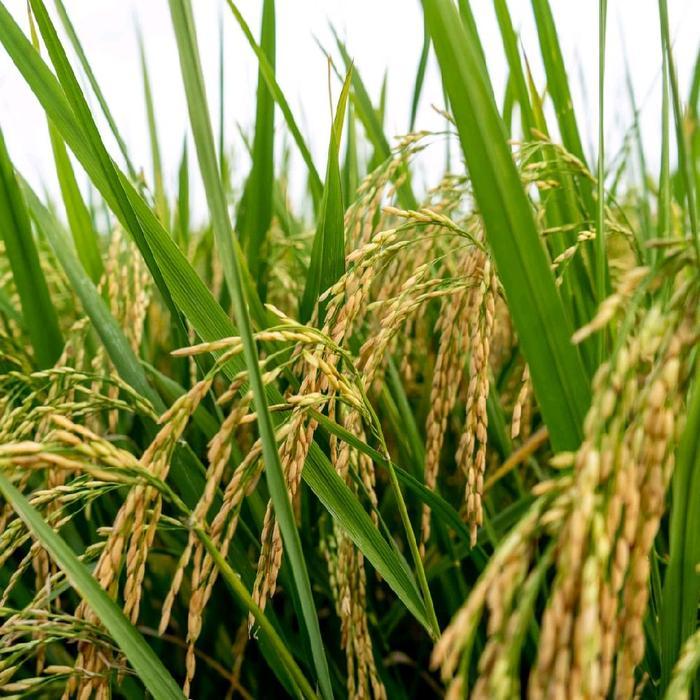 READY Sembada Bibit Padi Unggul Sembada 989 Kemasan 1kg Benih Padi Hibrida Terbaik Quality Free