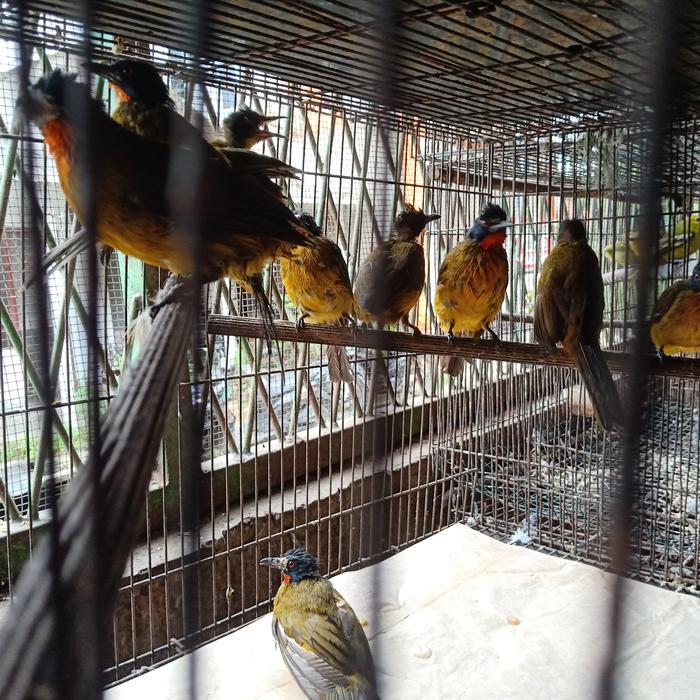 Terlariss burung aviary kutilang emas