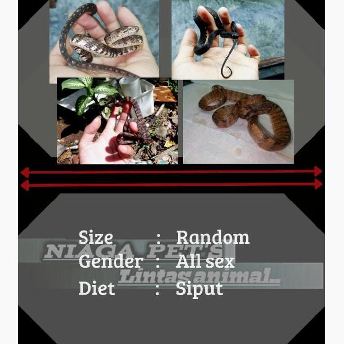 PROMO ular siput (pareas carinatus) BE5T QUALITY