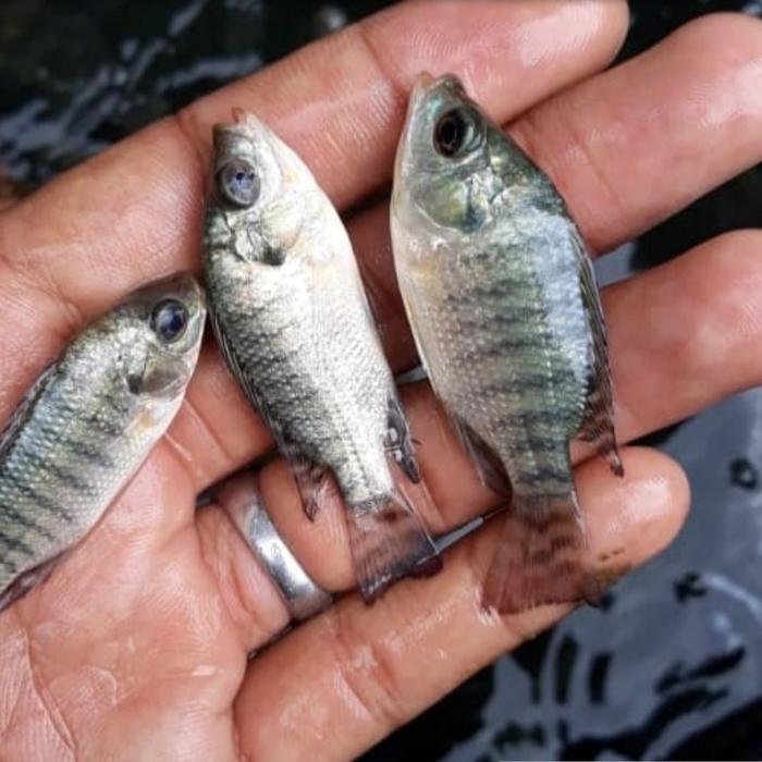 Paket Bibit Ikan Mujair Hitam Nirwana Ukuran 1-2 Jari Isi 50 Ekor Terbaru 