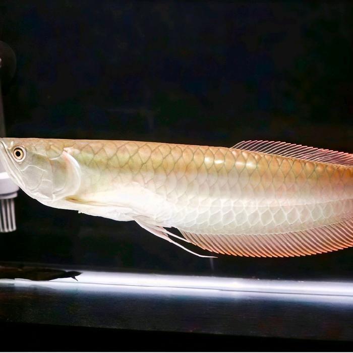 Arwana Silver Red 12-18Cm. Arwna Silver Ikan Hias Arwana Terbaru 