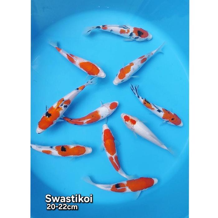 Ikan Koi Blitar Paket 10 Ekor Cantik Terbaru 