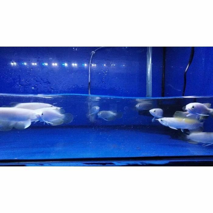 Ikan Arwana Banjar Red Yellow Metalic Terbaru 
