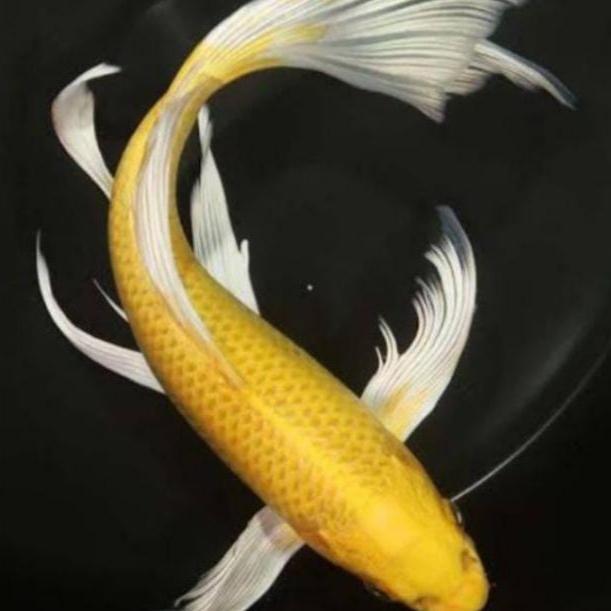 Koi Hias Kumpay Kuning Mas Ukuran 20Cm Terbaru 