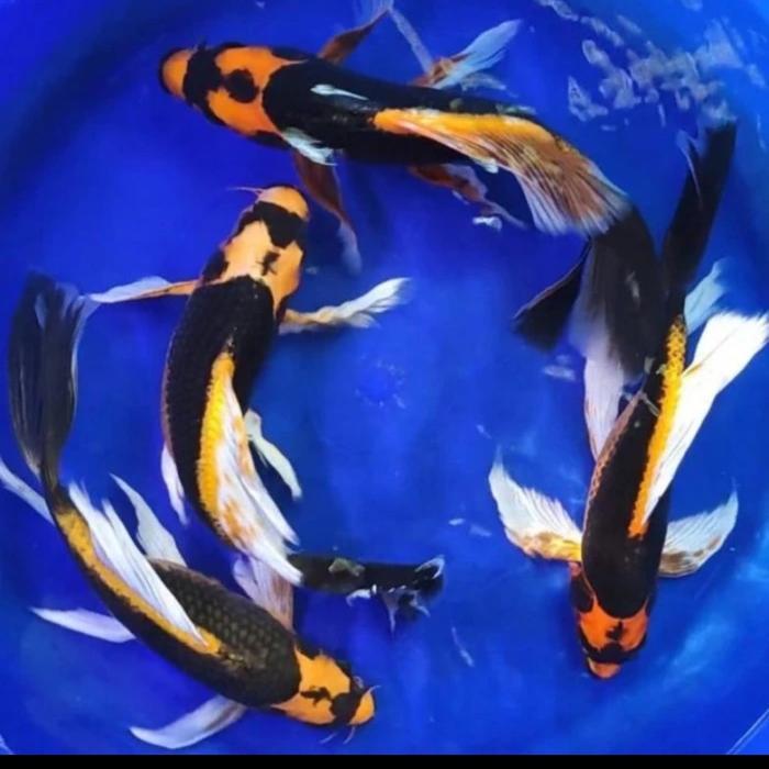 Ikan Koi Kabuto Slayer 30 35 Cm Blitar Terbaru 