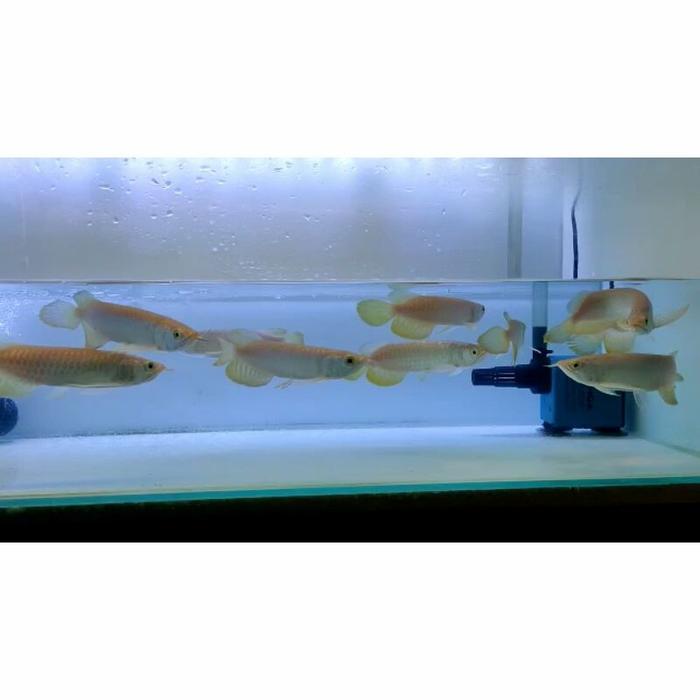Arwana Arowana Golden Red Rtg Size 25 Cm Terbaru 