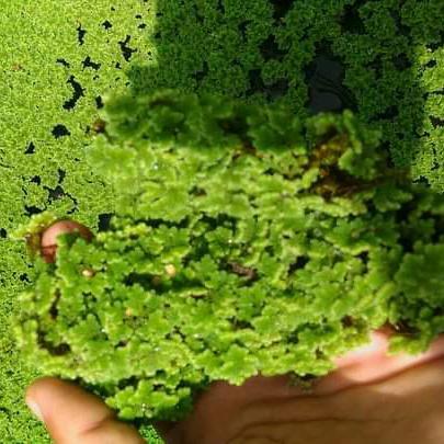 Best Seller Rumput Azola Bibit Azolla Pinata Microphyla Azola Pakan Ikan 1Kg - Pakan Unggas Ikan
