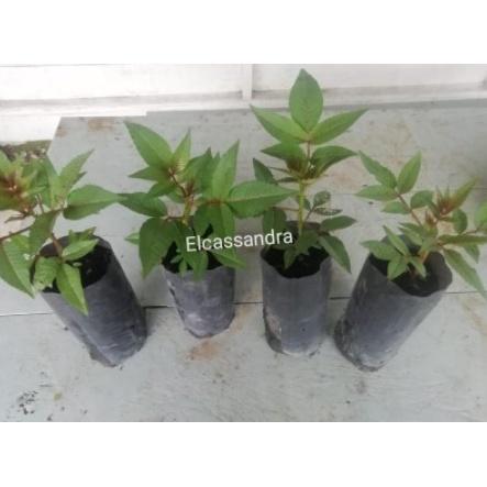 JT Ready bibit andaliman bibit tuba ittirittir pohon 20cm ke atas rorrru 8578hv