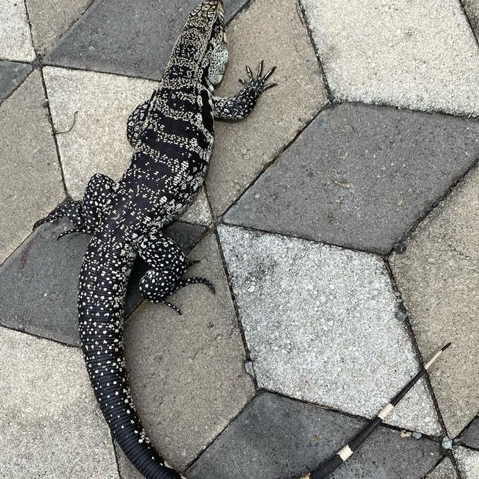 READY GE Blue tegu argentina size uda gede jinak total mulus