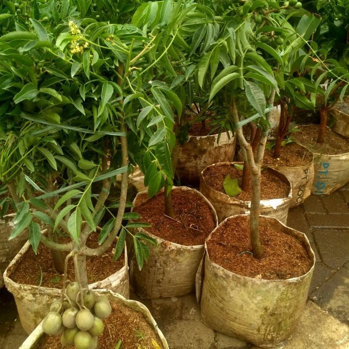 Pohon Kedongdong Berbuah/Pohon Buah/Tanaman Kedongdong Sudah Berbuah Best Quality