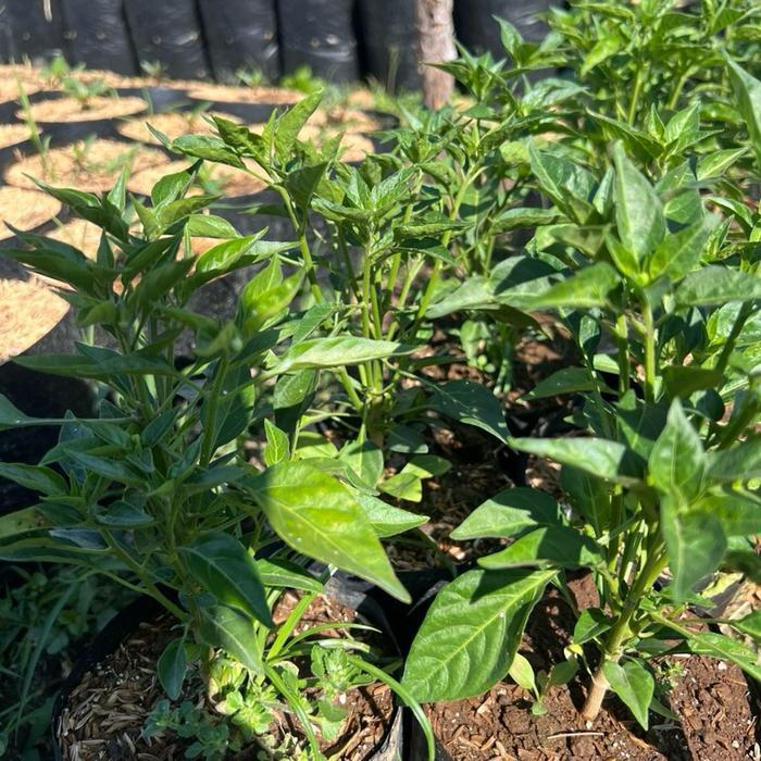 Ready Tanaman Bibit cabe paket kombinasi (cabe lalap cabe rawit) isi 2