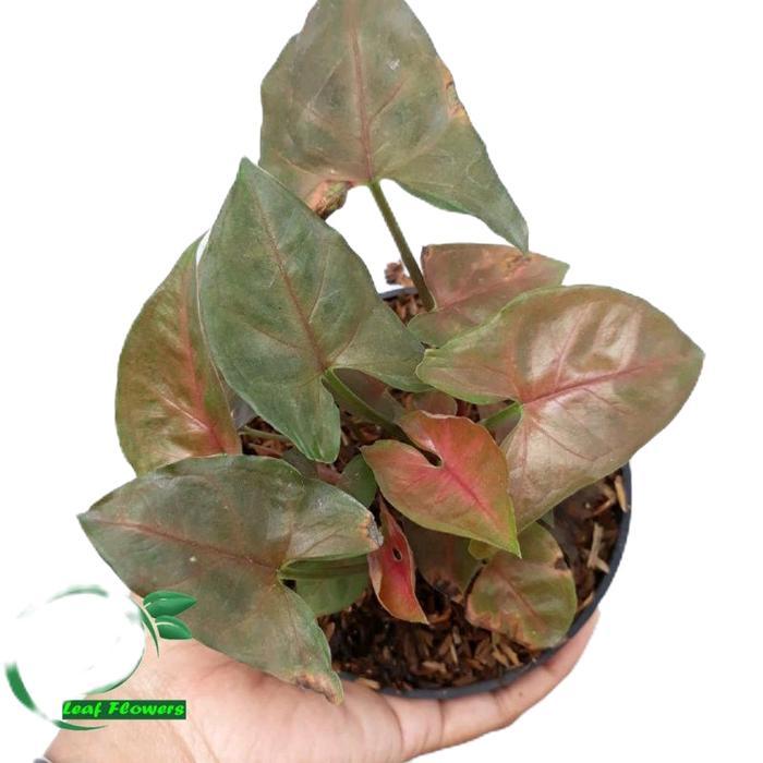 sygonium maria - tanamanhias sygonium maria - kelady maria sygonium Hijau