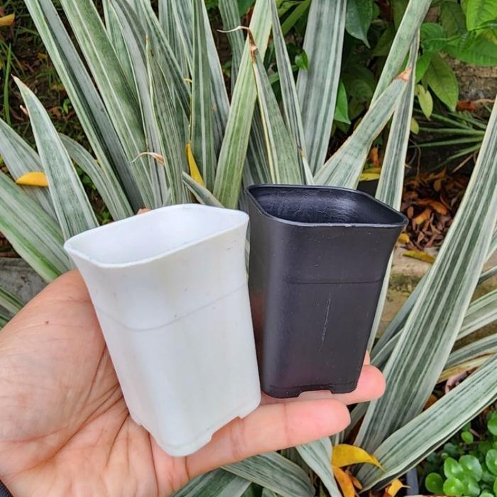 HDG KOTAK SEGI UK 5 : pot bunga plastik kotak segi tinggi kecil kaktus