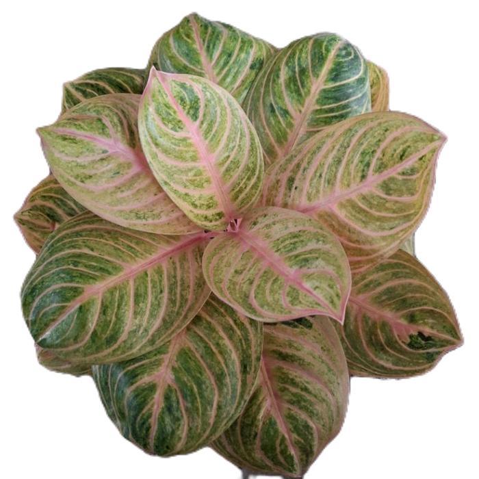 aglonema rinjani - tanamanhias aglonema rinjani - tanaman aglonema Hijau