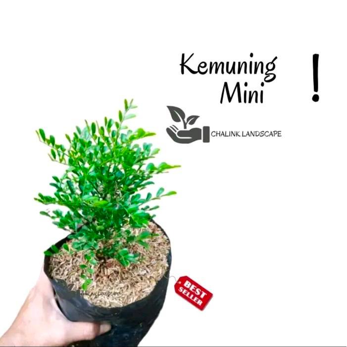 Tanama bunga kemuning mini - bonsai kemung - bunga kemuning wangi