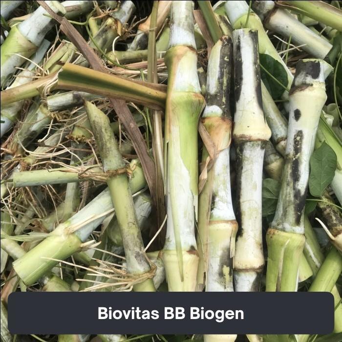 Bibit Rumput Biovitas BB Biogen