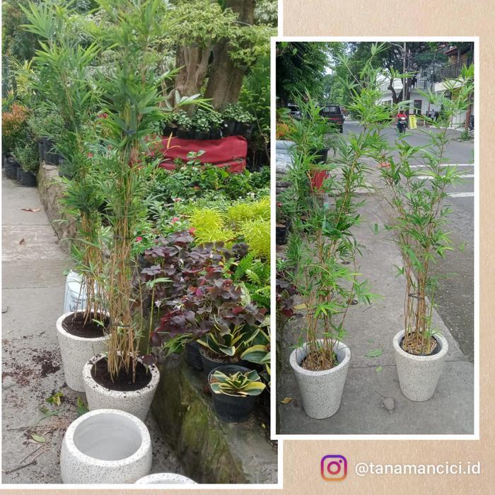 tanaman bambu cina bambu kuning hias rimbun tinggi