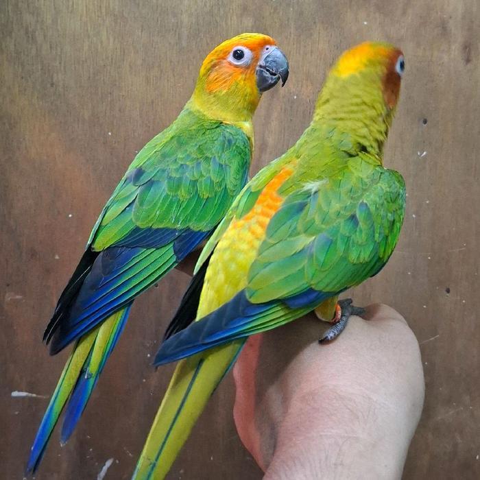 sun conure satu pasang jinak skill