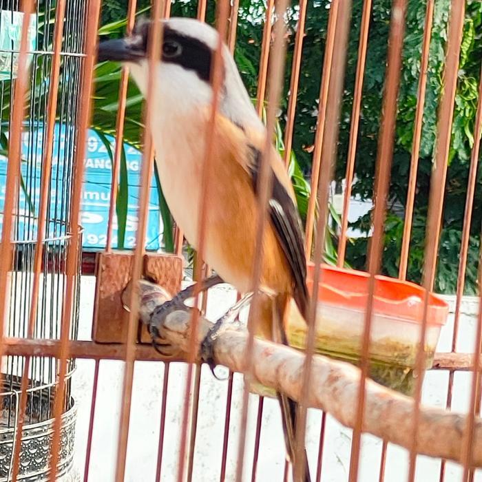 BURUNG PENTET JATIM JANTAN SETENGAH JADI ( VOER TOTAL )