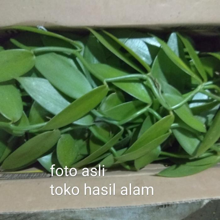 bibit vanili stek vanili planifolia