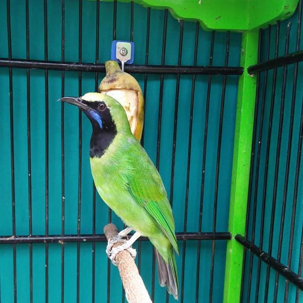 Ready Burung Cucak Ijo Medan Bahan Jantan