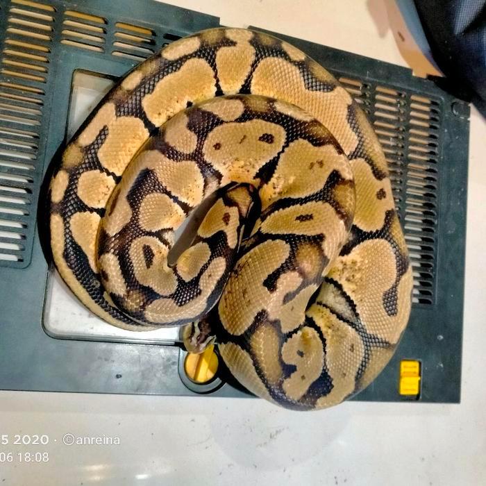 Ready Stock ball python pastel bp morph