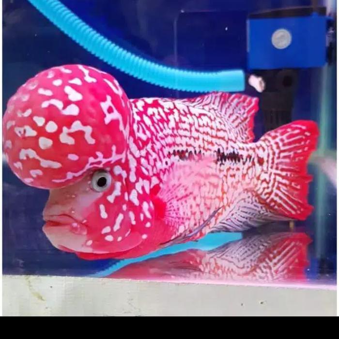 Burayak Ikan Louhan King Kamfa 9.9 Terbaru 