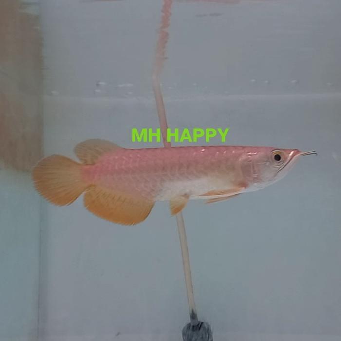Arwana Golden Red 15-16 Cm. Lengkap Terbaru 