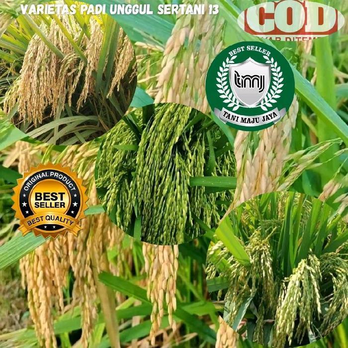 Bibit Padi Benih Padi Unggul Varietas Sertani 13 Kemasan 5 Kg