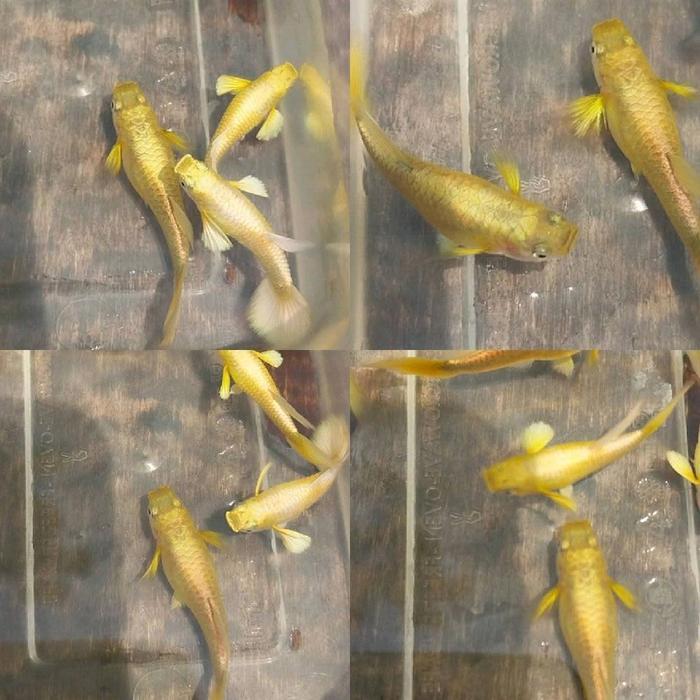 READY GE ikan guppy gold guppy full gold vietnam