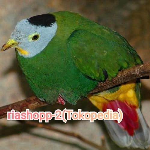 Burung Punai Haji Walik Haji Langka Istimewa