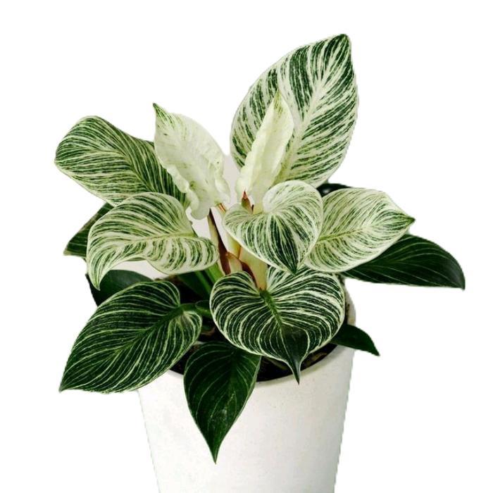 philo birkin varigata - tanamanhias philo birkin varigata - tanaman philo